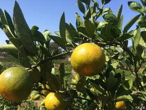 迷你橘瓜怎么吃,迷你橘瓜的多样食法探索