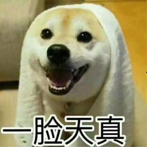 吵架吃瓜图片搞笑大全,吵架吃瓜图片搞笑大全，笑出腹肌的瞬间！