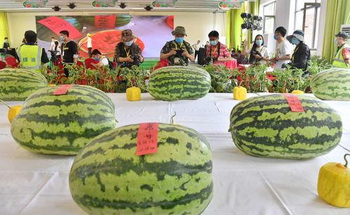 吃瓜大赛每日大瓜,吃瓜大赛精彩瞬间回顾