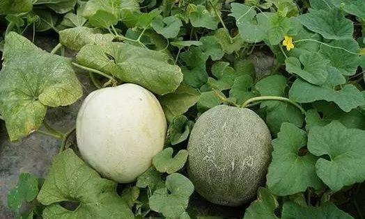 纤维粒吃瓜整理,揭秘瓜类纤维的神奇功效与食用之道