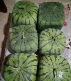 吃瓜168,带你领略网络热点的魅力与真相