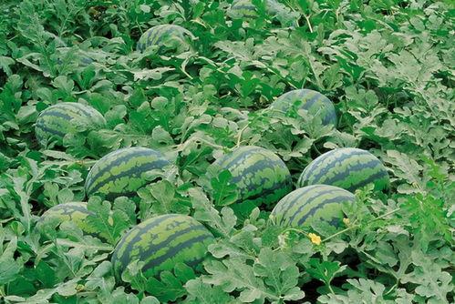 吃瓜亭进阶,揭秘网络舆论场的智慧与策略