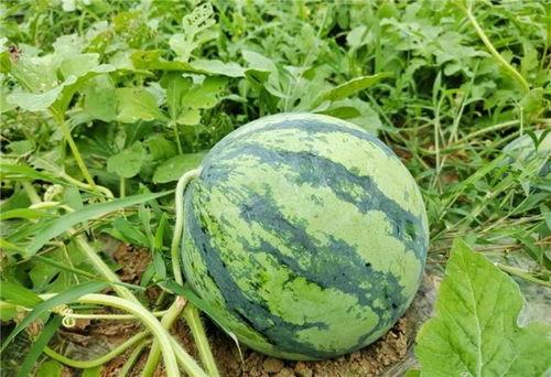 率土新区吃瓜,吃瓜群众揭秘新区热点事件