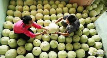 空腹吃三白瓜,养生保健新选择